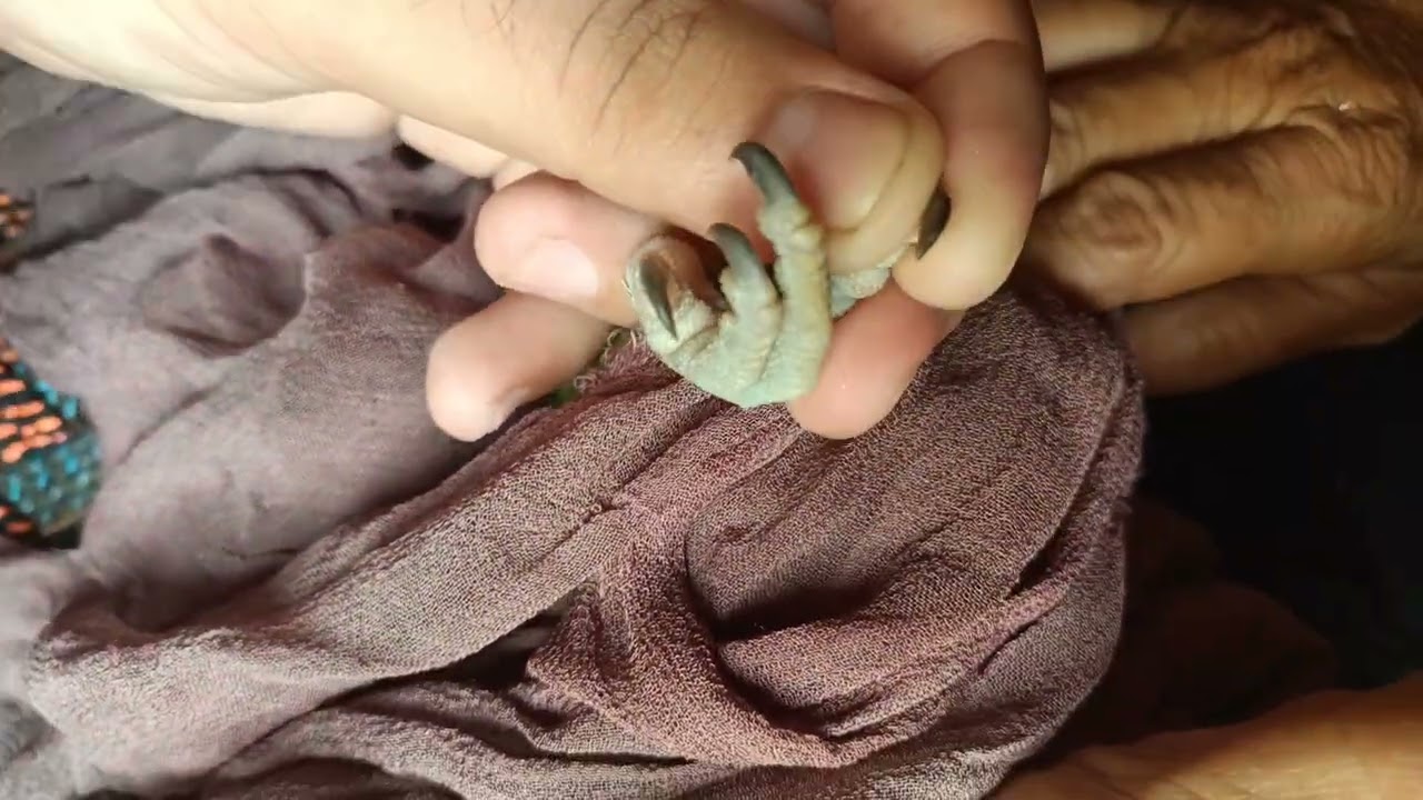 How to cut parrot Nails | Green parrot Nail cutting | Darling Birds