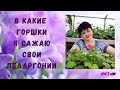 В КАКИЕ ГОРШКИ Я САЖАЮ СВОИ ПЕЛАРГОНИИ