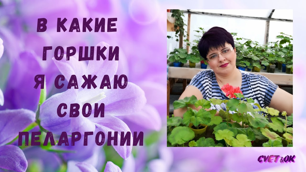 В КАКИЕ ГОРШКИ Я САЖАЮ СВОИ ПЕЛАРГОНИИ