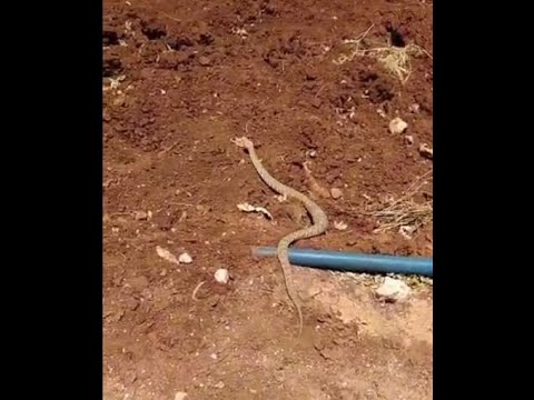 Adıyaman'da engerek yılanı