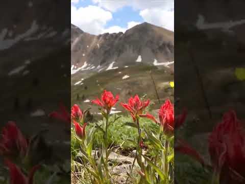Wildflower Hikes Are Back Shorts