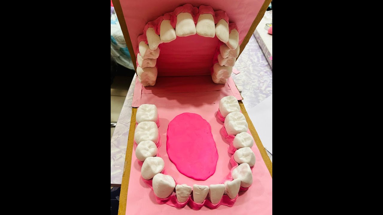 Human Teeth Model Using Moulds | DIY Easy Science project| Cardboard craft idea | Learn Tooth Names 