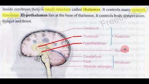 8th Science Ch  1 Central nervous system