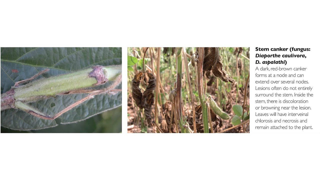 Scouting tips for disease in late season soybeans