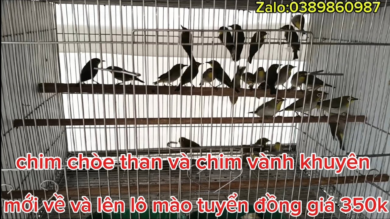 09/03:chim vành khuyên và chim chòe than trống mới về và lên lô mào tuyển đồng giá 350k:0389860987