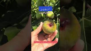 انجیرجنت کاپھل فروٹ لگےپودے آسانی سے بہت گملے چھت پرلگاسکتے ہیں#انجیر  #injeer #fig  #rooftopgarden