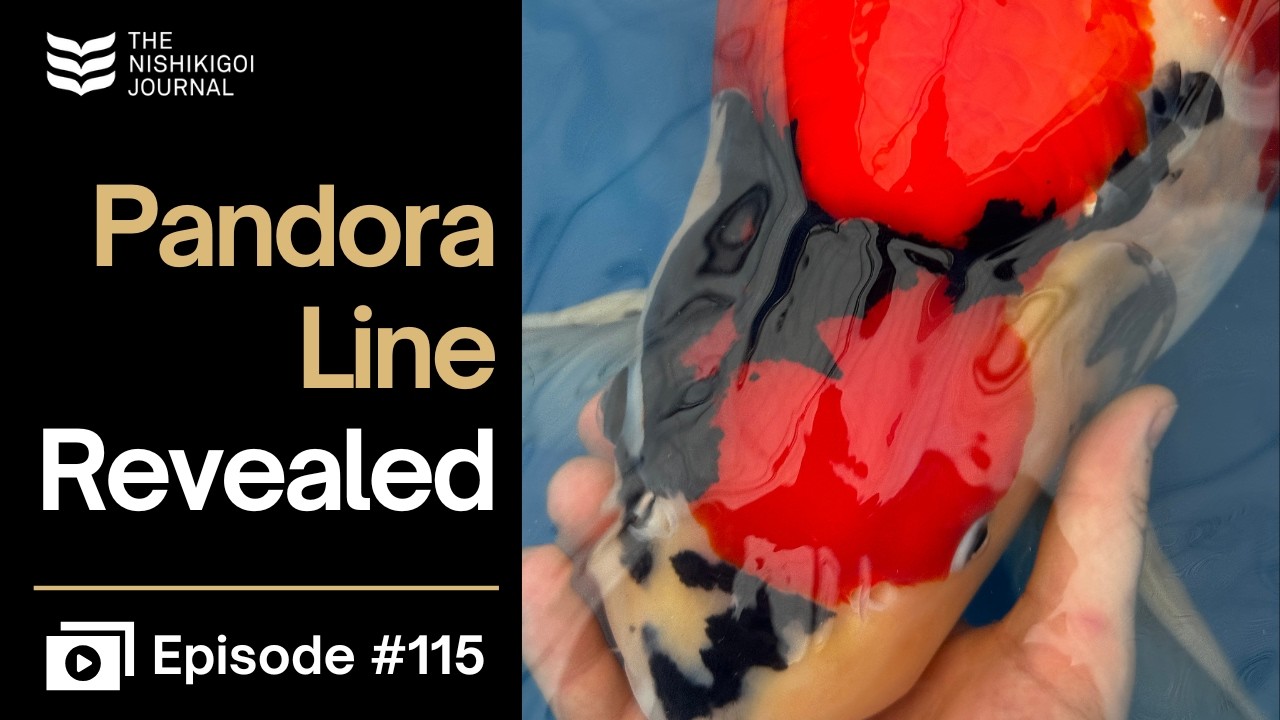 Я не был готов к тому, что увидел в Dainichi Toyota | N.I.J. | Эпизод №115