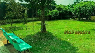 Cắt cỏ nhung nhật, tại sân vườn Bình Chánh. #0917183271