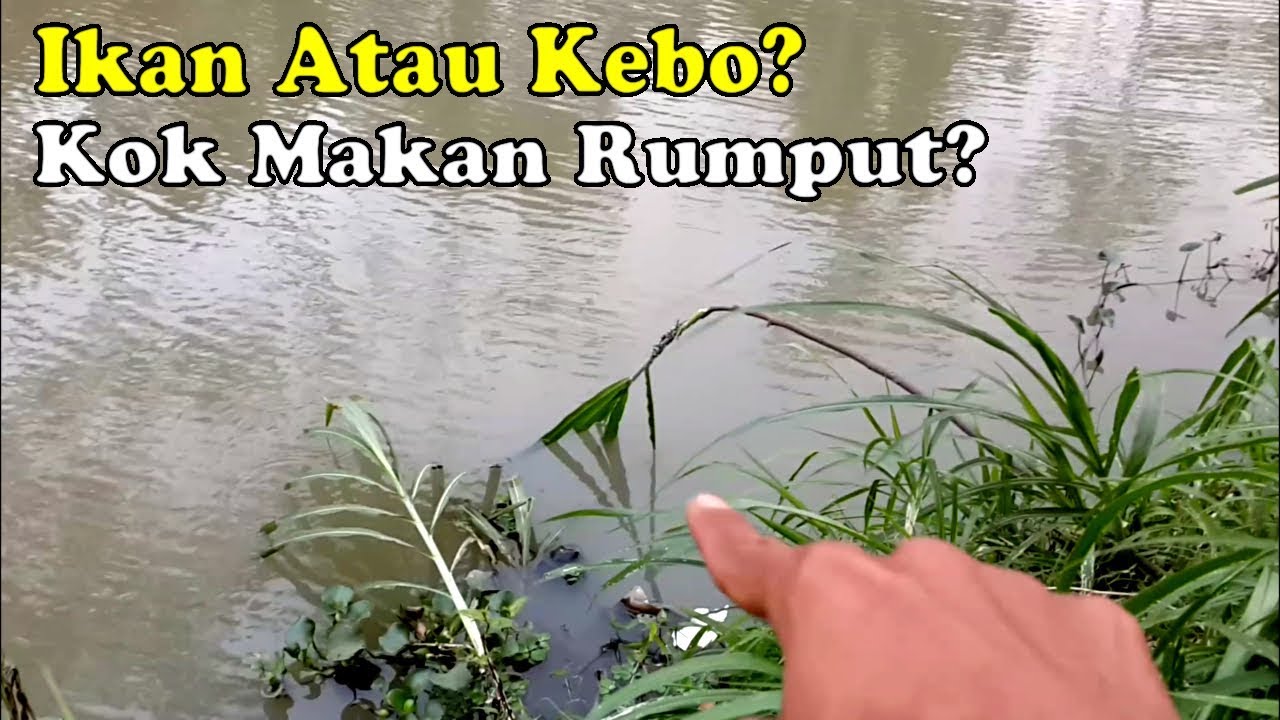 Rumput Grinting - Nominee 100 Of 250ml Herbisida Selektif Tanaman Padi Pembasmi Rumput Liar Pada Tanaman Padi Shopee Indonesia