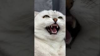 Luna Tricked Her Owner  youtubeshorts viralshort shorts cat