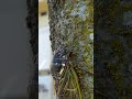 撮影慣れしたセミ
