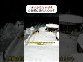 オオカミはなぜ人の領域に現れたのか? #オオカミ #自然界 #生存本能 #記録映像 #ドキュメント
