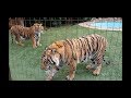 Your typical tiger feeding vlog