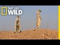 Meerkat vs. Jackal | Little Killers