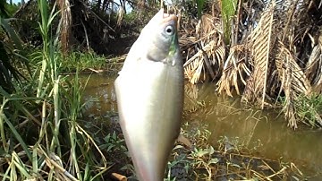 Câu cá Thác Lác, đi lòng vòng cuối cùng cũng tìm được điểm ngon| GÒ CÔNG TV