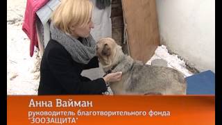Догхантеры появились и в Екатеринбурге Догхантеры появились и в Екатеринбурге