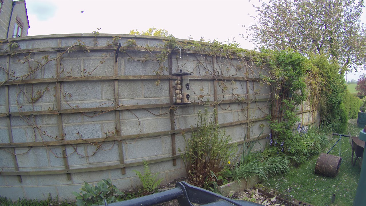 Timelapse of Garden Birdfeeder.