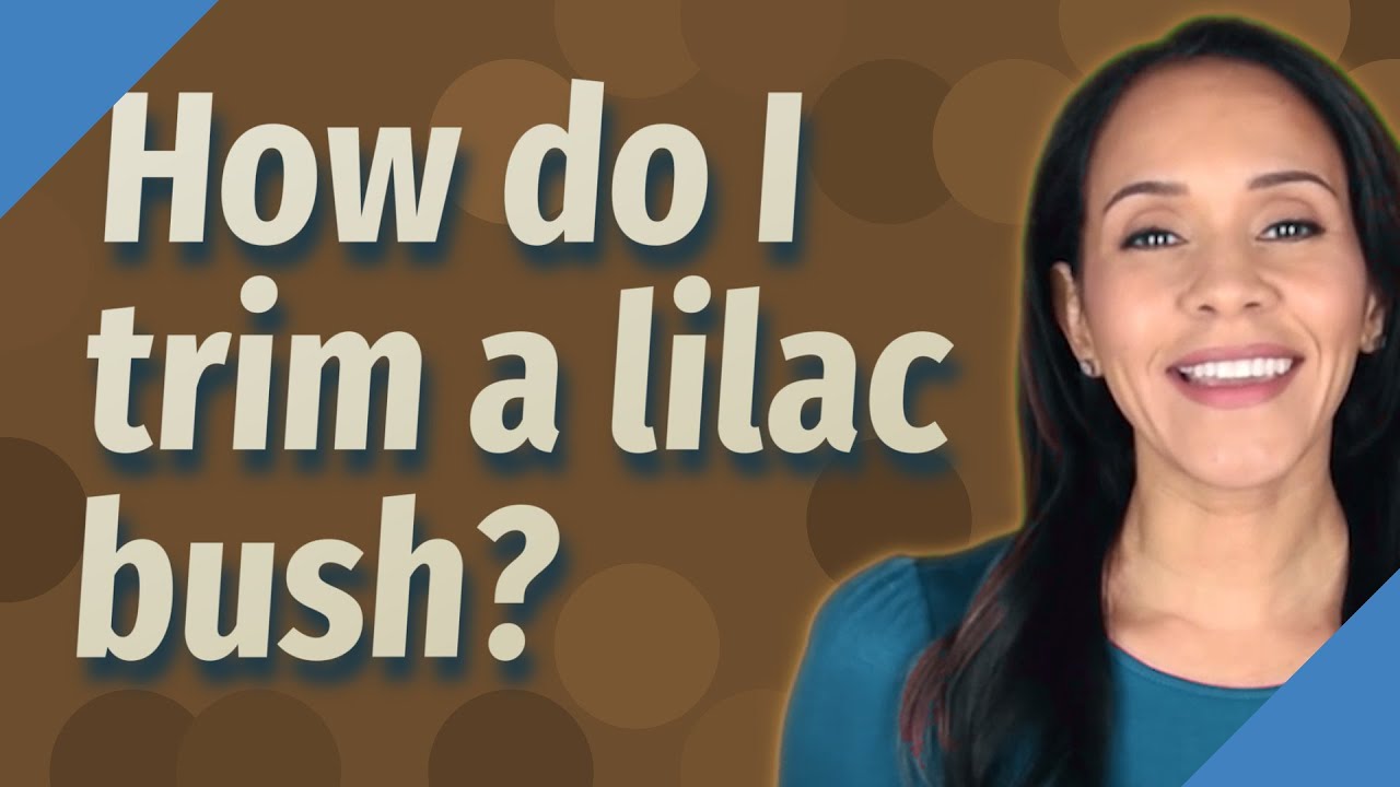 How do I trim a lilac bush? YouTube