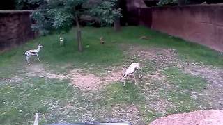 St.louis Zoo Gazelles