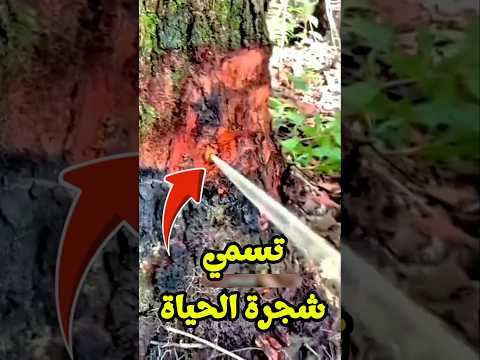 شجرة البوباب او كما يطلق عليها شجرة الحياة احد اغرب الاشجار بالعالم