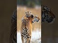 Heartwarming Moments Between Mother and Tiger Cub”#tiger#shorts#nature#funny#cute#animal