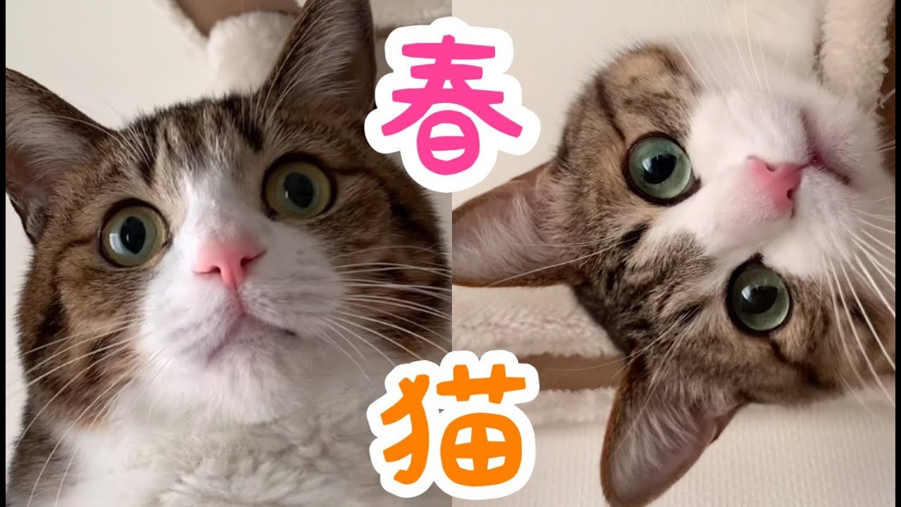 猫の行動で感じられる四季。vol.785 - YouTube