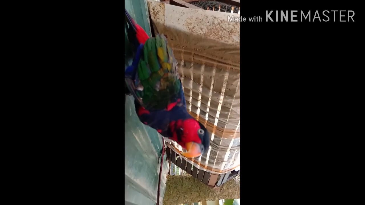 Cara jinakkan burung nuri kepala hitam 