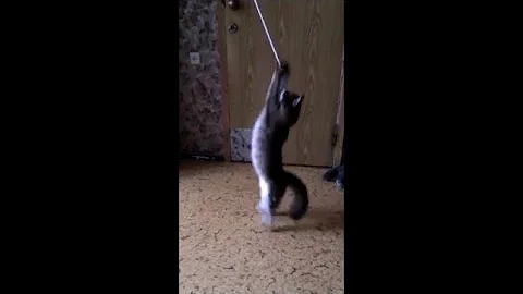 Watch the video about Somali cat playing