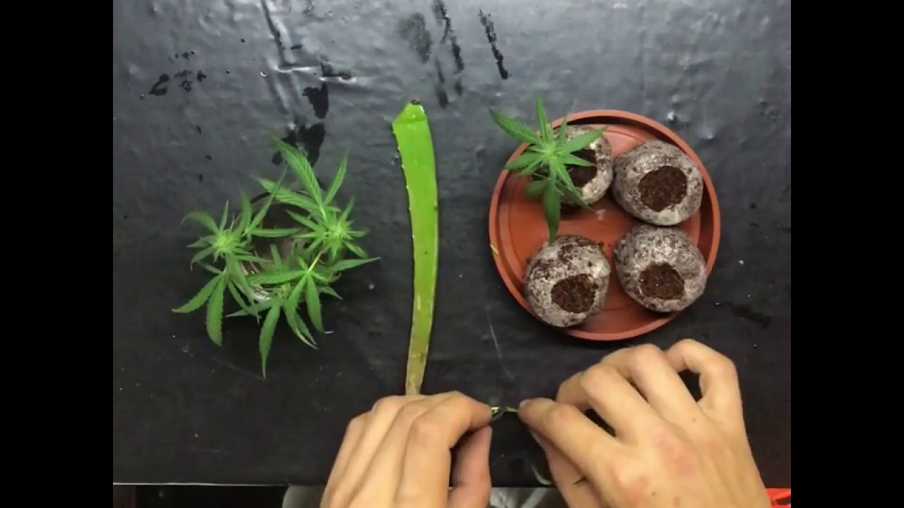 Cannabis cloning with Aloe Verra
