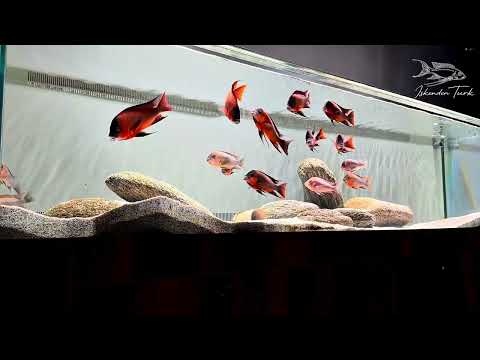 Petrochromis sp. Bulu Point Red #aquarium #cichlid #akvaryum #fish #tanganyika