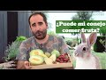 CONEJO: ¿Puede comer fruta mi conejo?