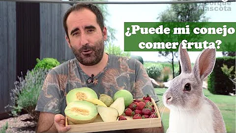 ¿Qué frutas pueden tomar los conejos a diario?