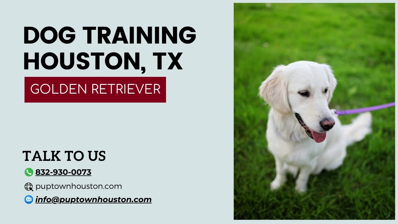 DOG TRAINING HOUSTON TX with Golden Retriever dogtraininghouston 