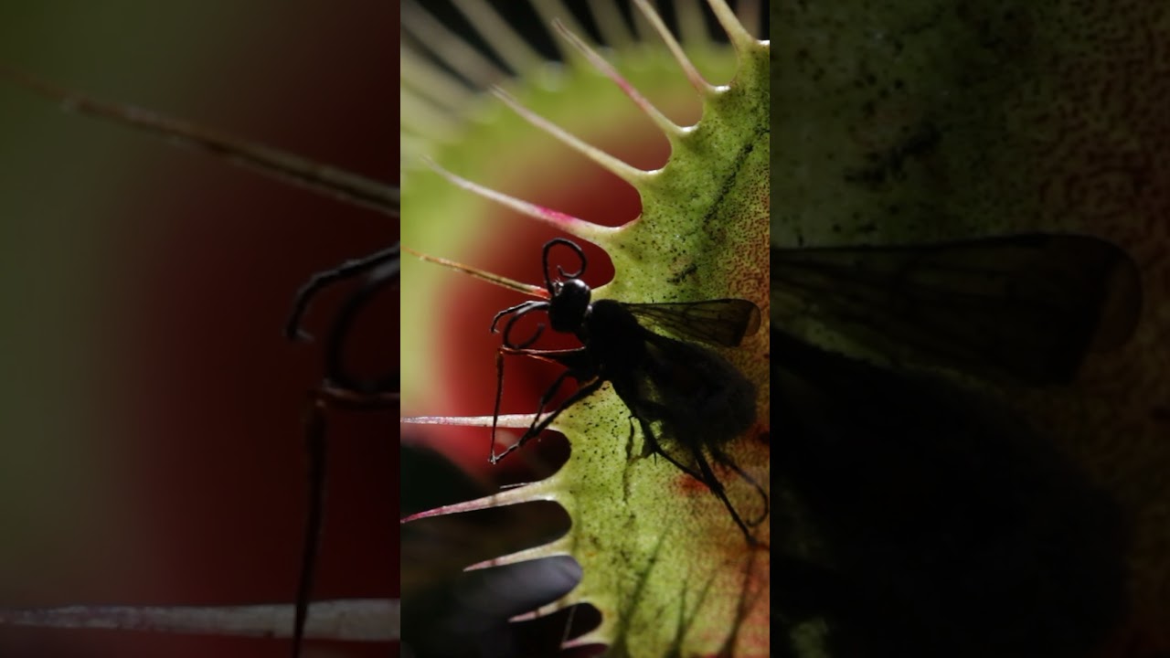 Víte, že...? MUCHOLAPKY