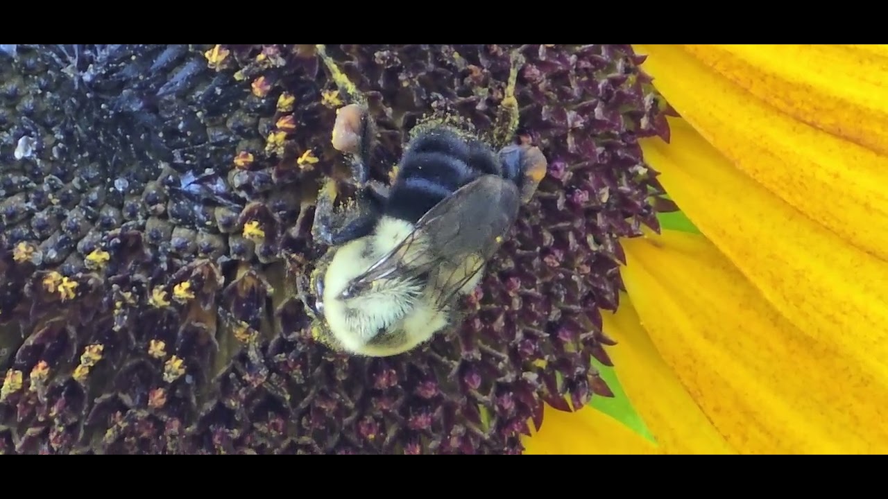 Bee - YouTube