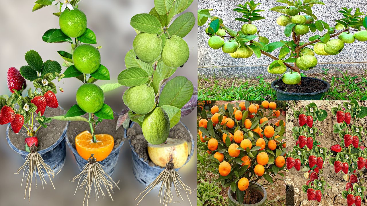 Dwarf Pineapple Strawberry Guava Growing
