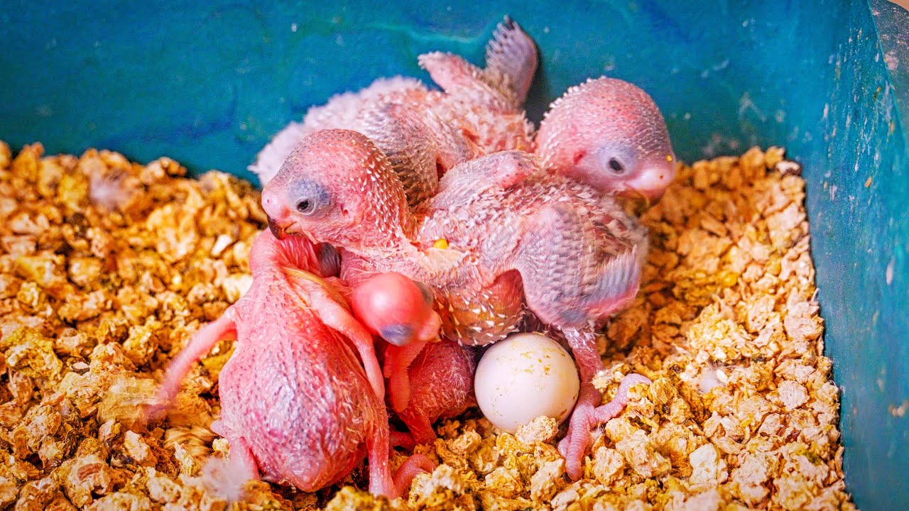 Saving Budgies and Building Their Dream Aviary 🐦❤️