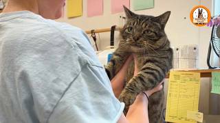 I Rescued This Stray Cat From My Front Porch—Then He Discovered the Workshop