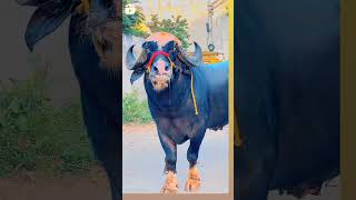 Download Lagu #hela ki takkar🐂 MP3