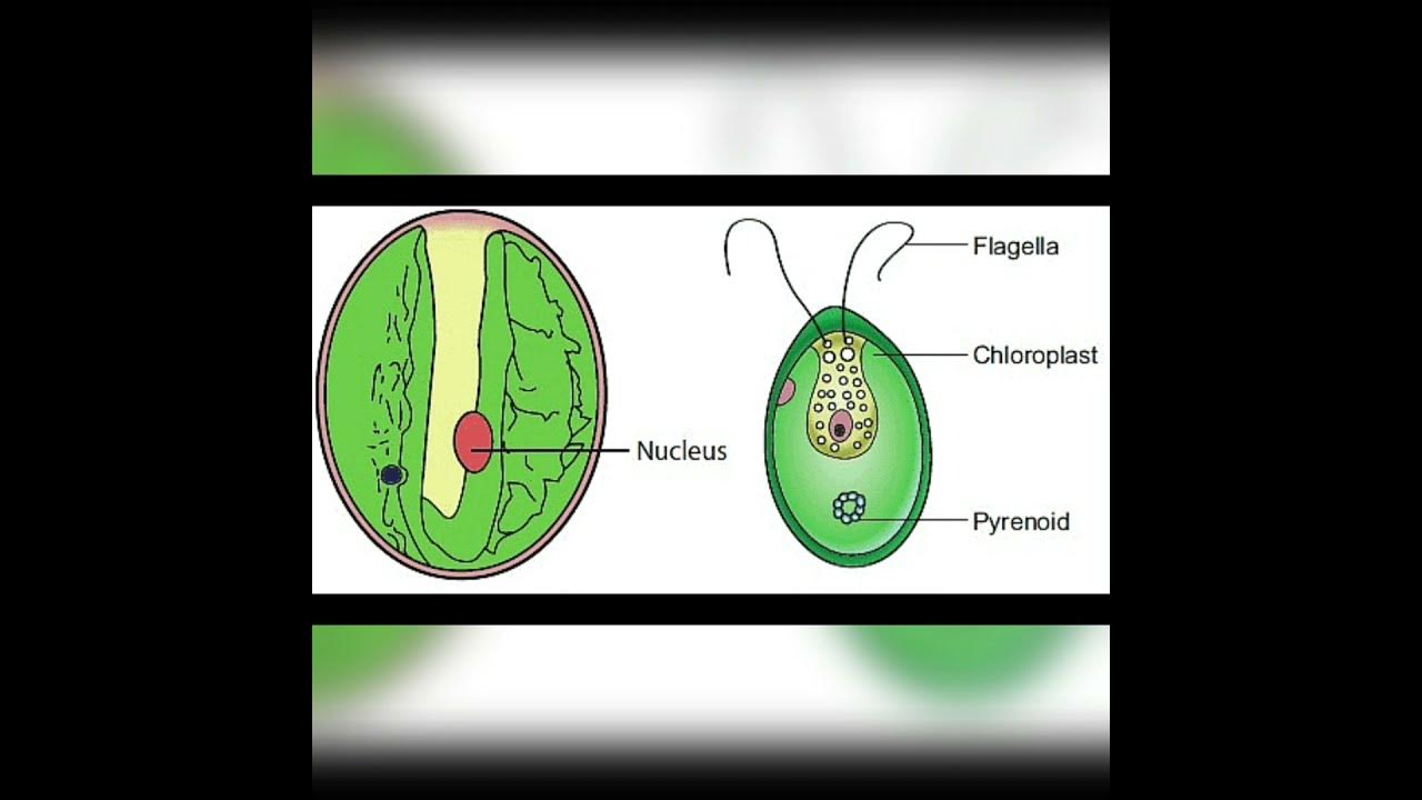 52 NEET__Green Algae__Chlorophyceae (About Pyrenoids)(याद करें) YouTube