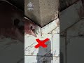 طريقة صحيحة فيما تركيب البلينتة #craft #tiles #amazing