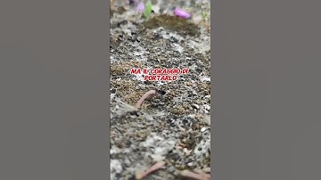 Tiny Titans: The Unseen Saga of Ants 🐜 #ants #documentary #nature