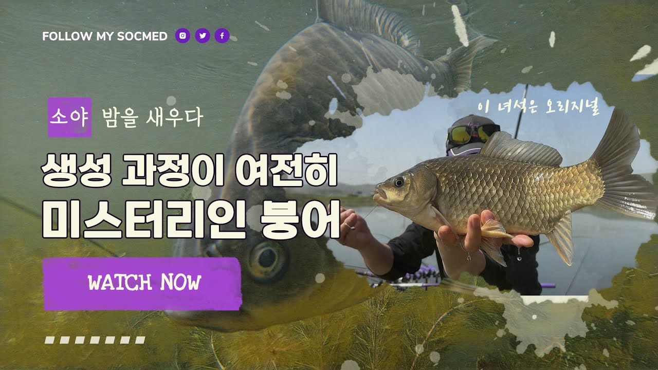 소야434 경북 소류지에서 4짜  붕어 마릿수