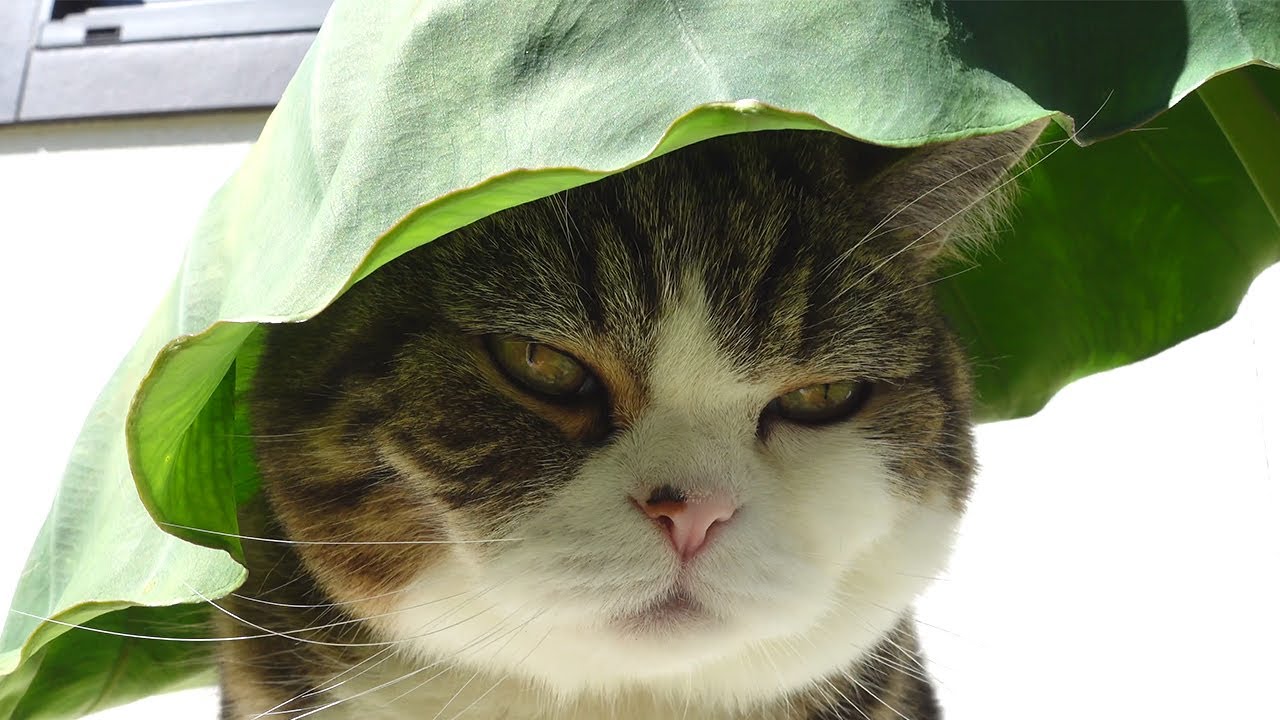 葉っぱの傘とねこ Leaf Umbrella And Maru Youtube