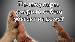 Факты о собаках. Почему перед смертью собака убегает из дома? Факты о собаках. Почему перед смертью собака убегает из дома?
