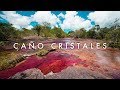World's Most Beautiful River - Caño Cristales - Morten's South America Vlog Ep. 18