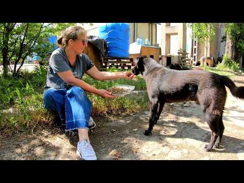 Videó: 16 kutya annyira barátságos a szőrükben, hogy kívánja, hogy ez a szőrös