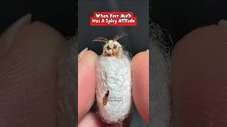 Lämps seem to be on her mind #moths #cocoons #storytime