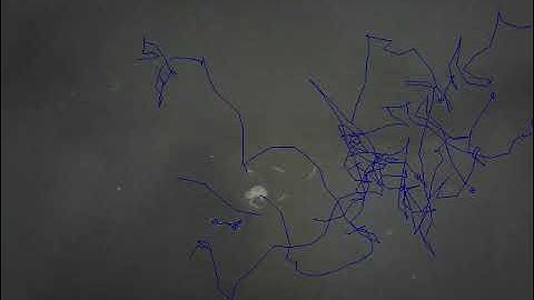 C. elegans nematode orienting to a THERMAL gradient 1