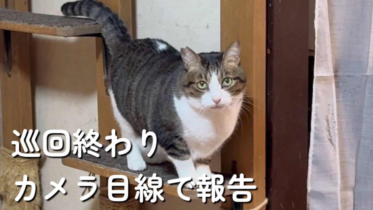 念入りに巡回した後に標的にされて焦るちろ